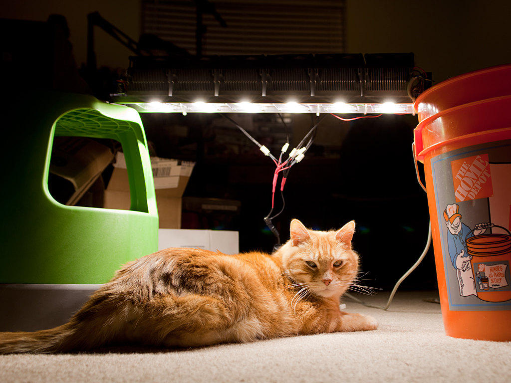 A cat sunbathing under a high-power LED grow light